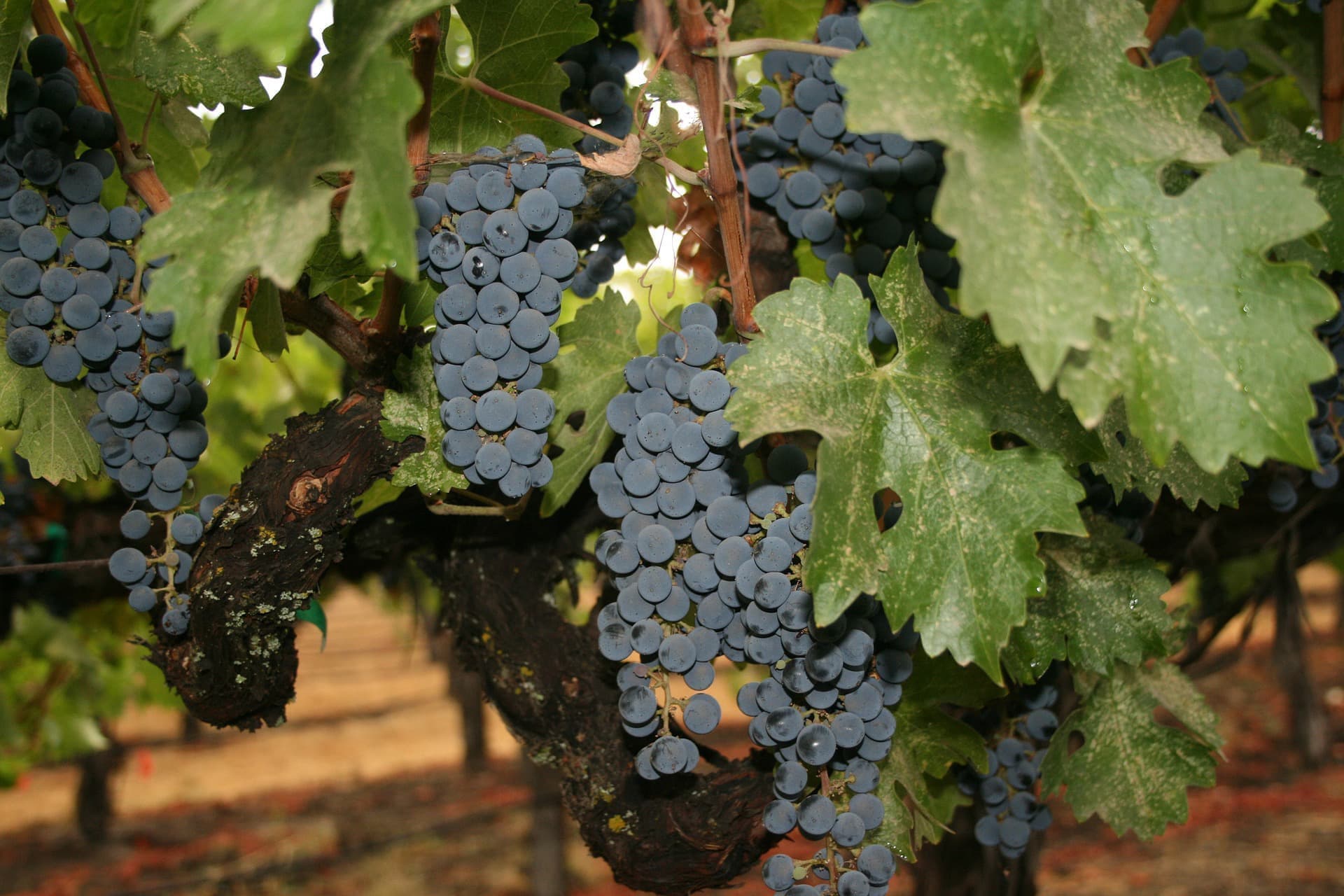 napa-valley-821681_1920.jpg